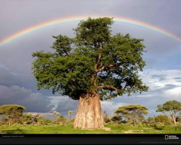 A árvore da vida é o nosso poder ancestral